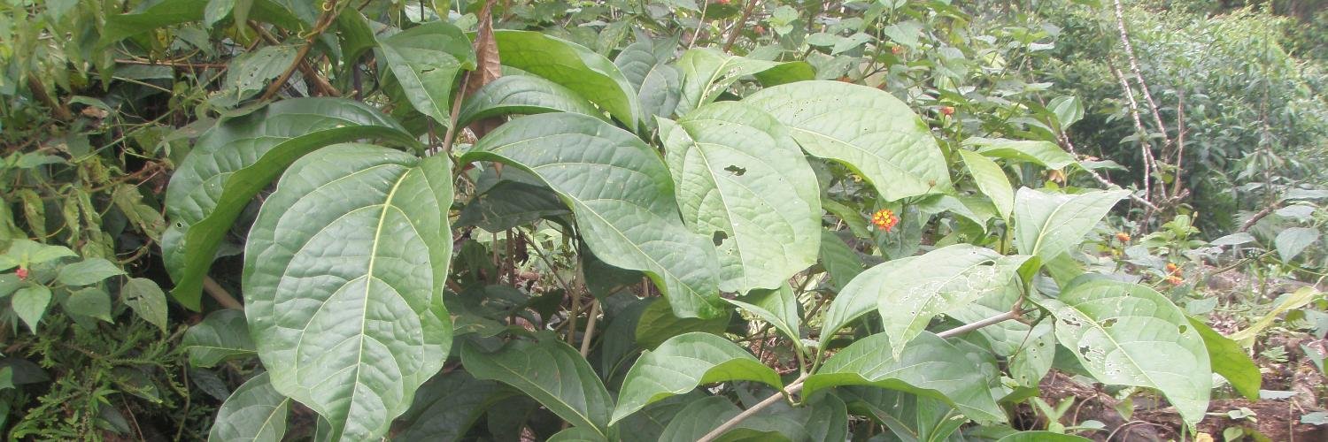 Chris Canaday banner