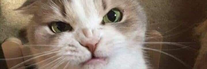 Ed_Lanz's profile banner image
