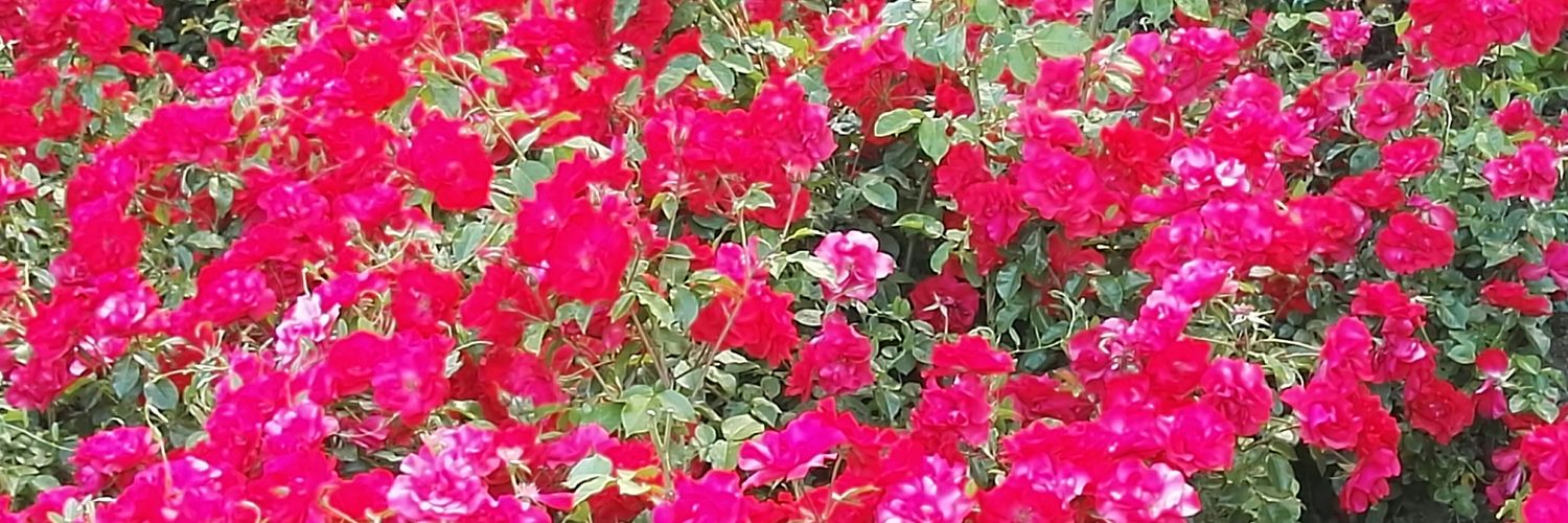 Miss Besos banner
