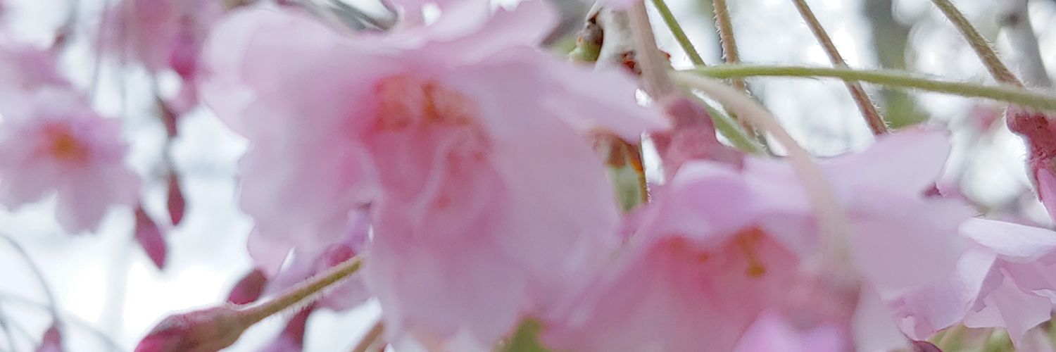 AznCutie513's profile banner image