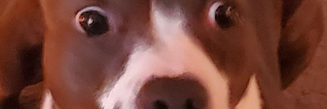 dashhansen36's profile banner image