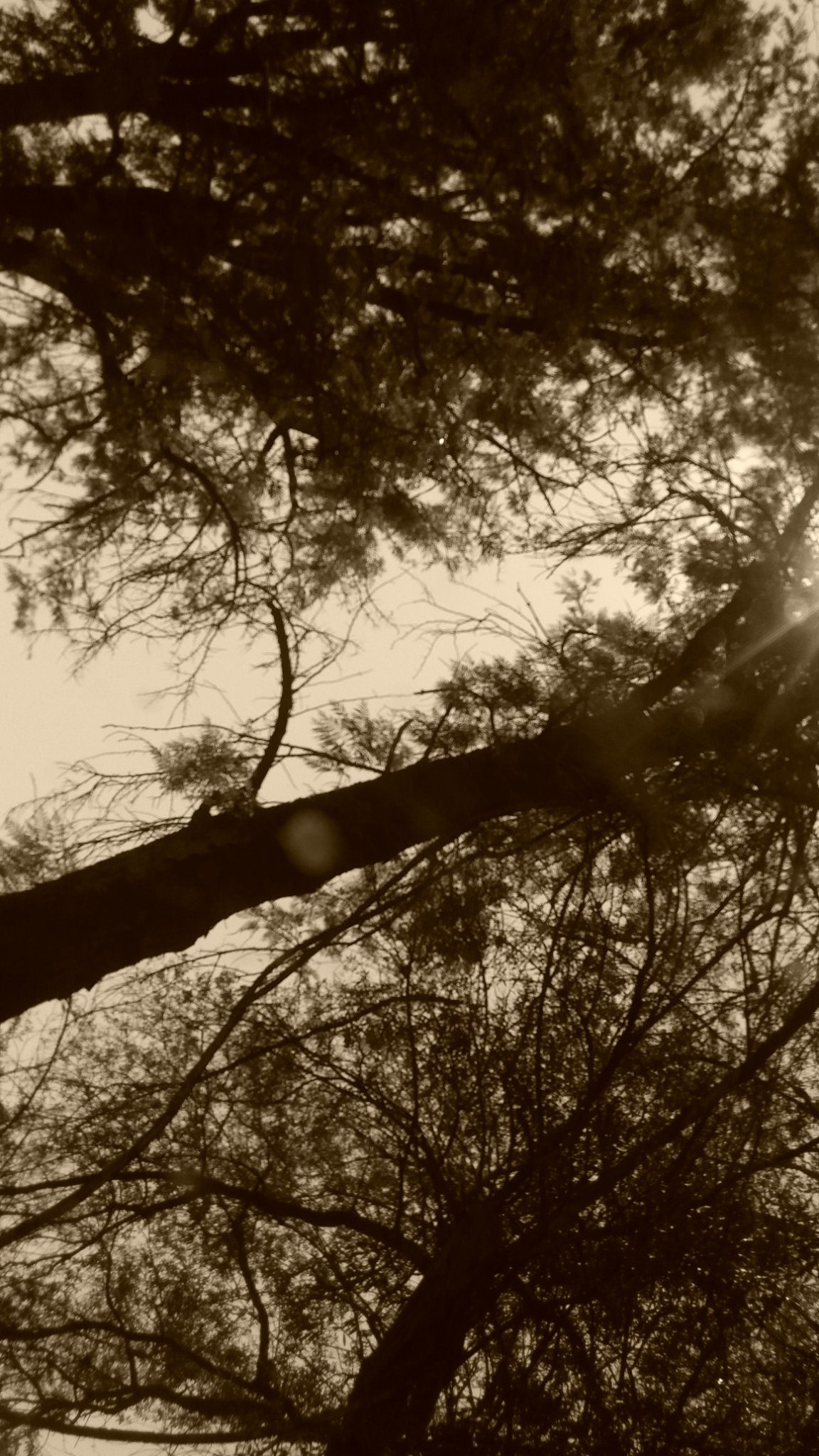 ZandiZs's profile banner image