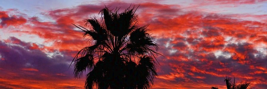 Sahara_ofcl's profile banner image