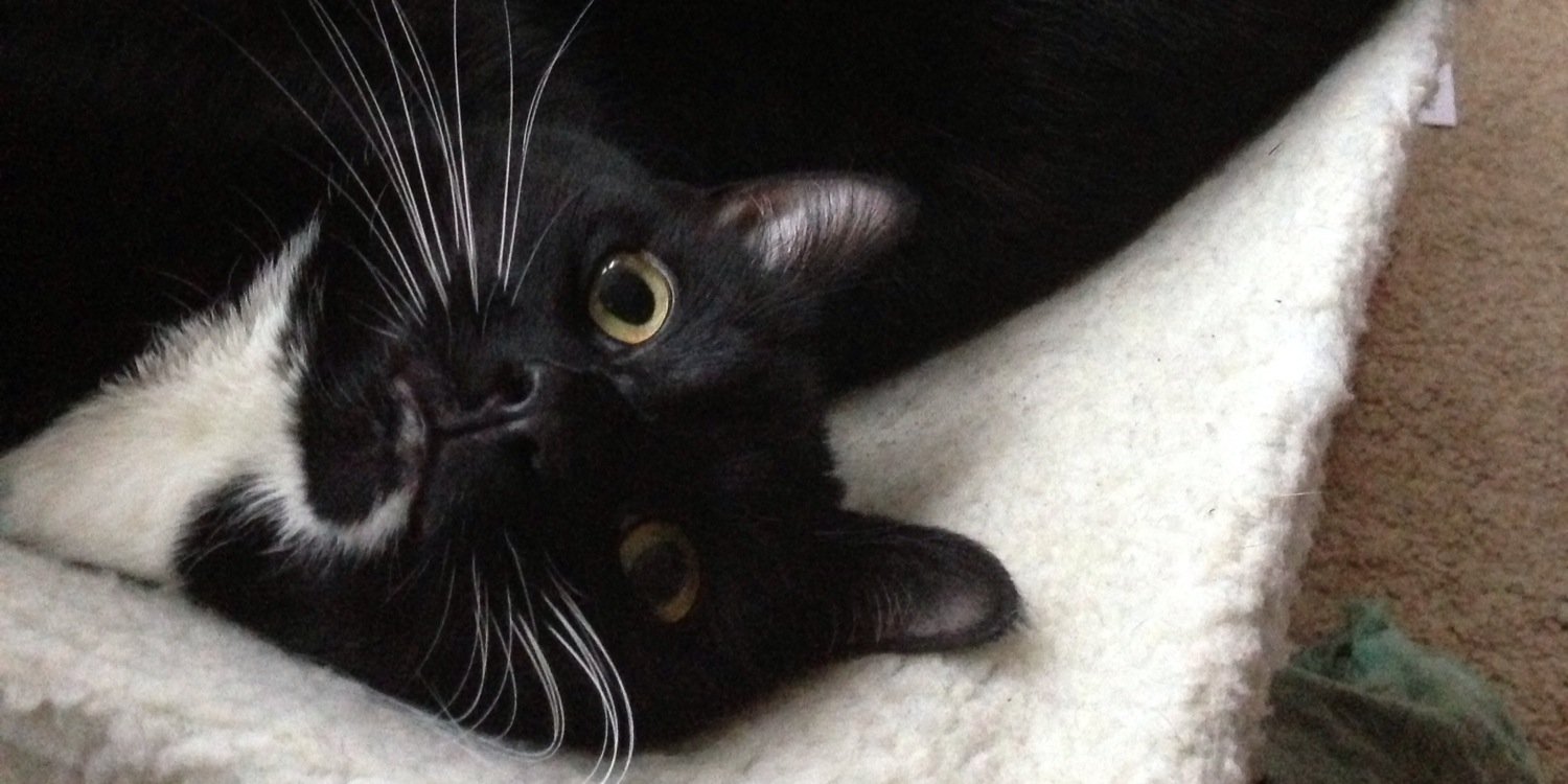 CharlieCat1809's profile banner image