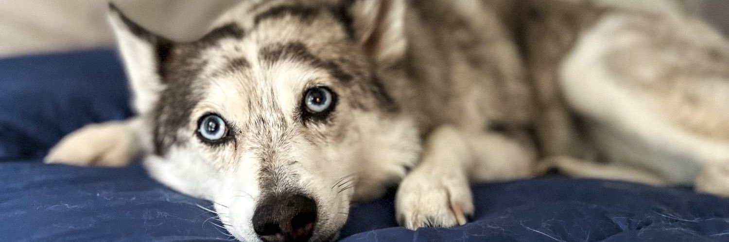 j_sekerak's profile banner image