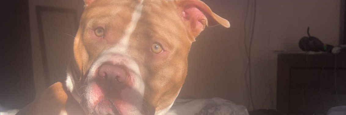 dat_jlong's profile banner image