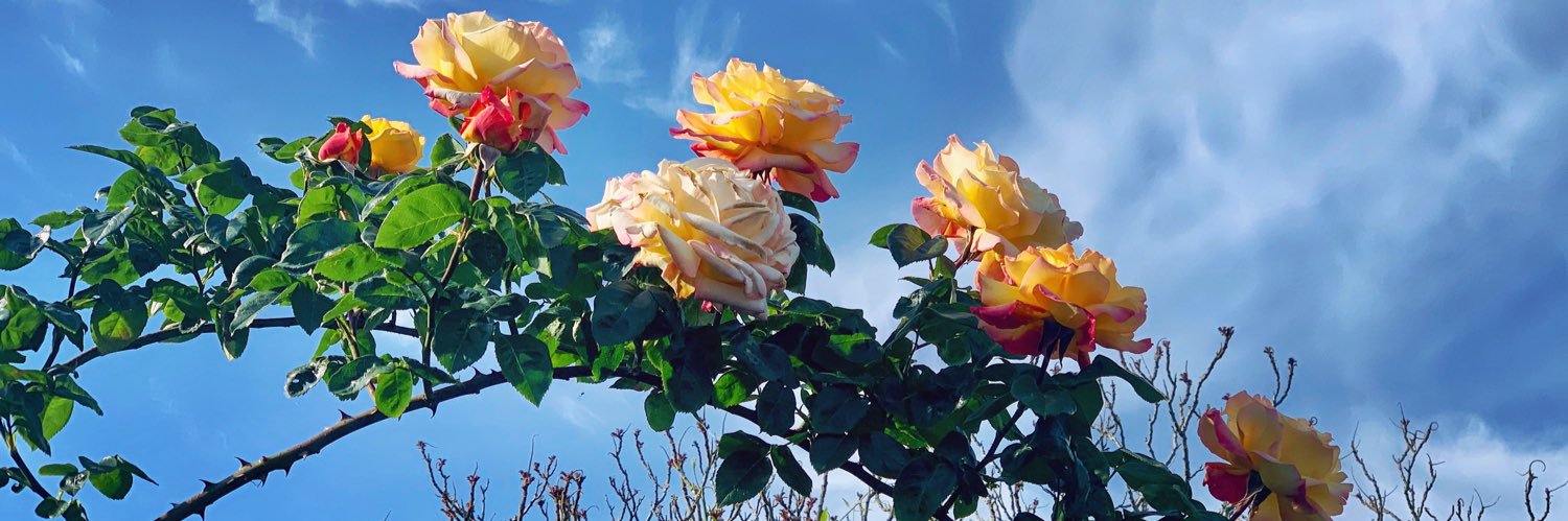 traceymel's profile banner image