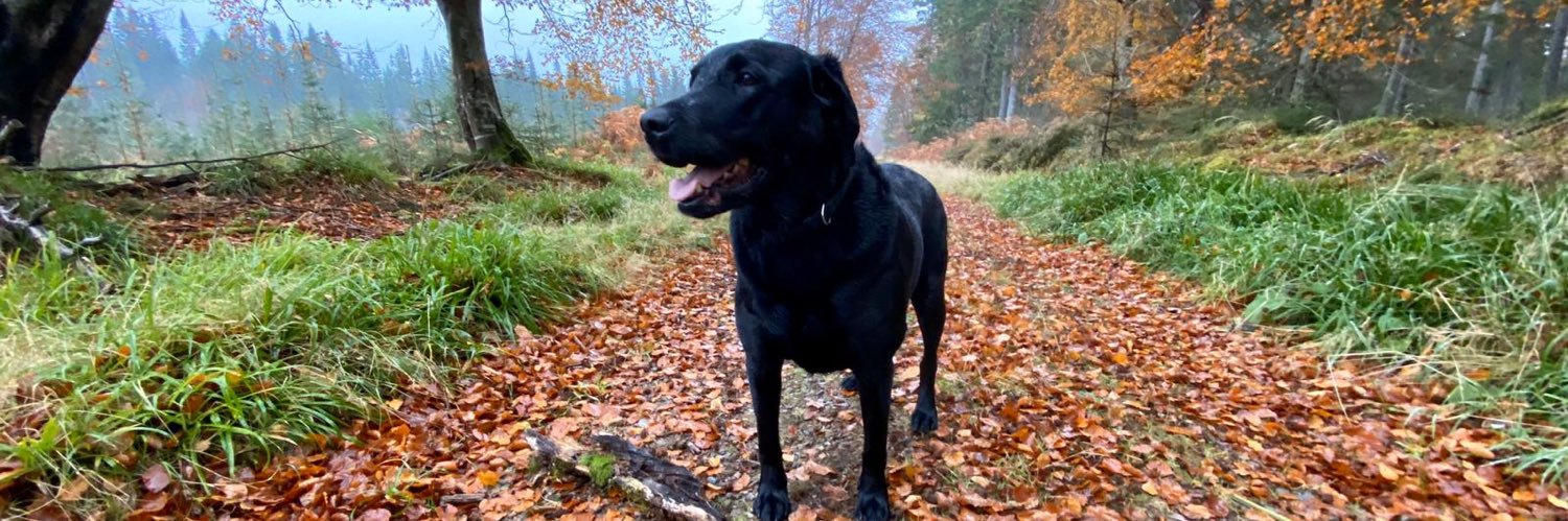 caleyk🏴󠁧󠁢󠁳󠁣󠁴󠁿 banner