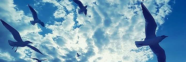 metiinali's profile banner image