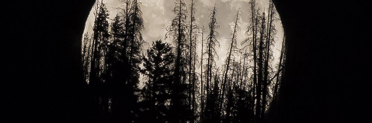 rarestwolfx's profile banner image
