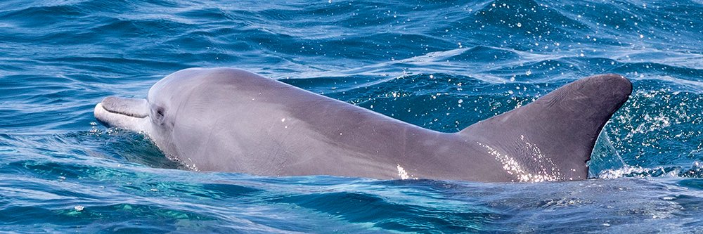 Stuart Forster banner