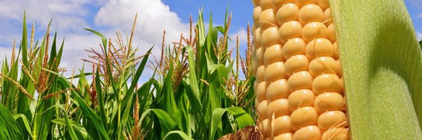 mattcars1 Profile Banner