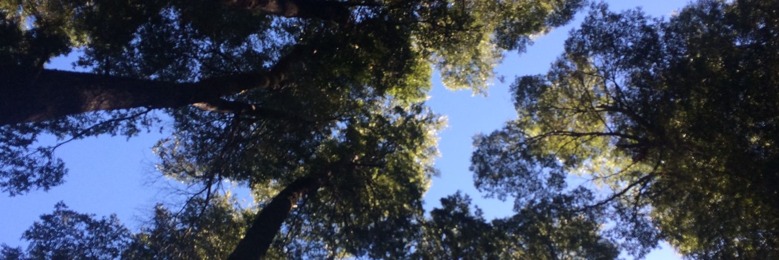 Hernán Ruffo banner