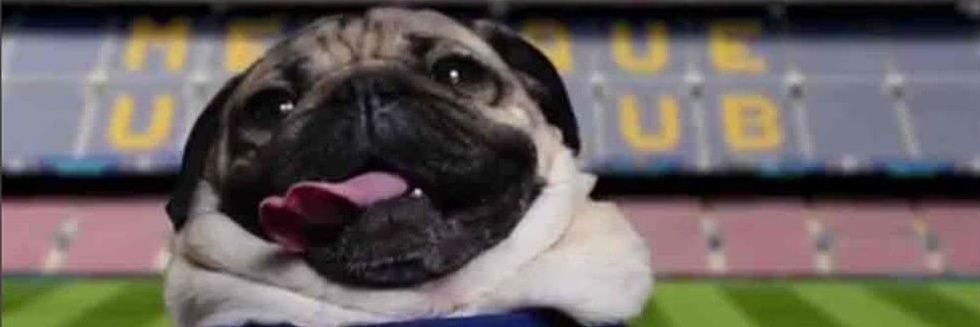 superpugg's profile banner image