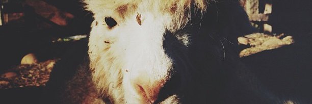 celiachavez35's profile banner image