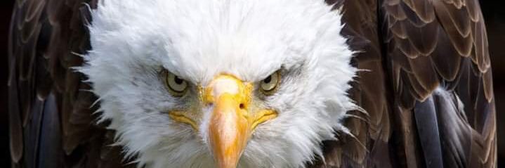 Eagles8976's profile banner image