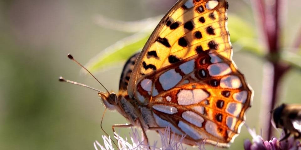 s_rosilane's profile banner image
