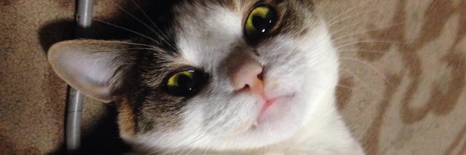 SunlighterCat's profile banner image