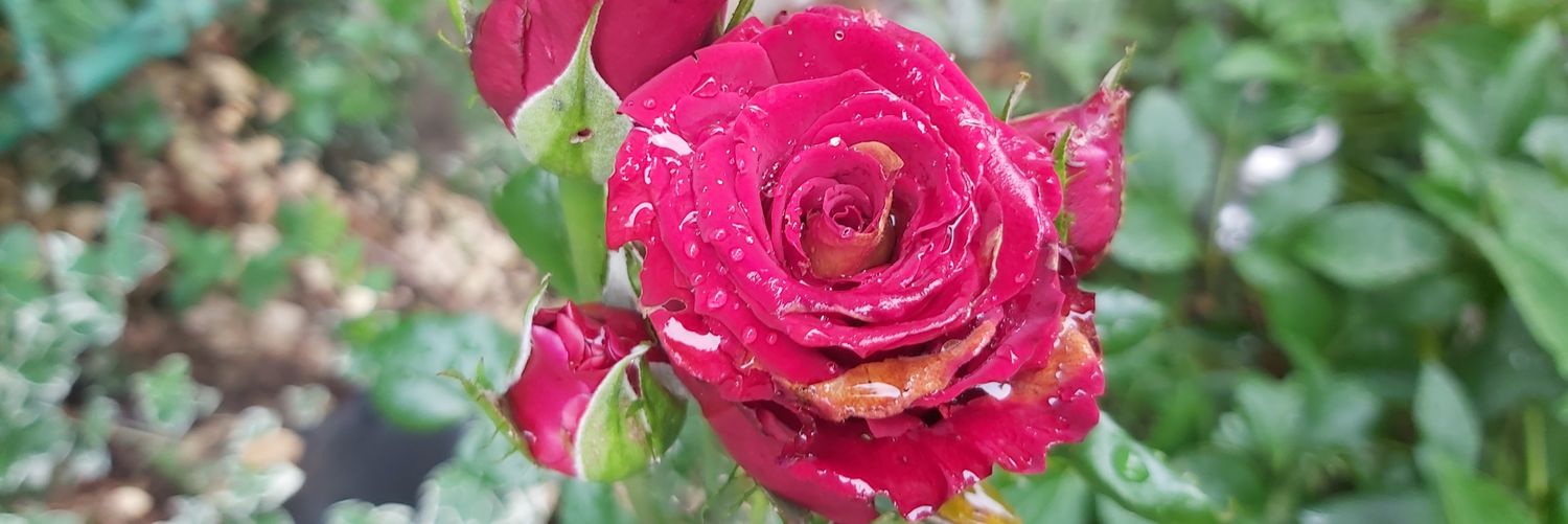 SHerrholz's profile banner image