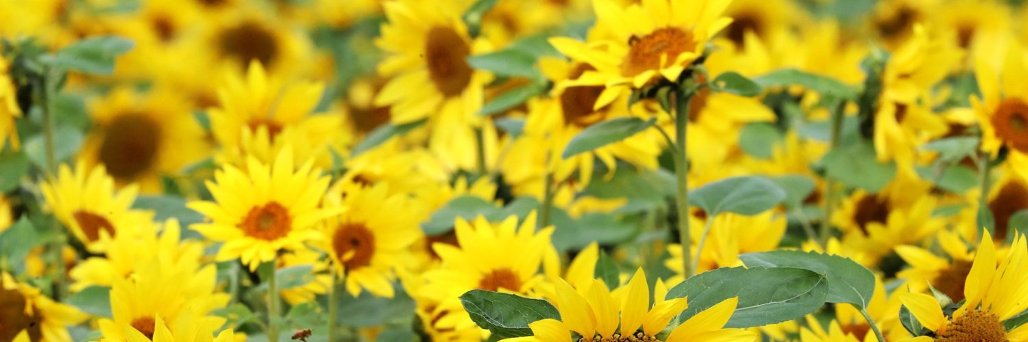 krauru's profile banner image