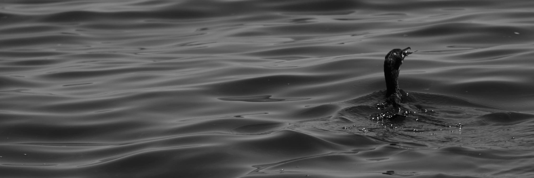 noraferri89's profile banner image
