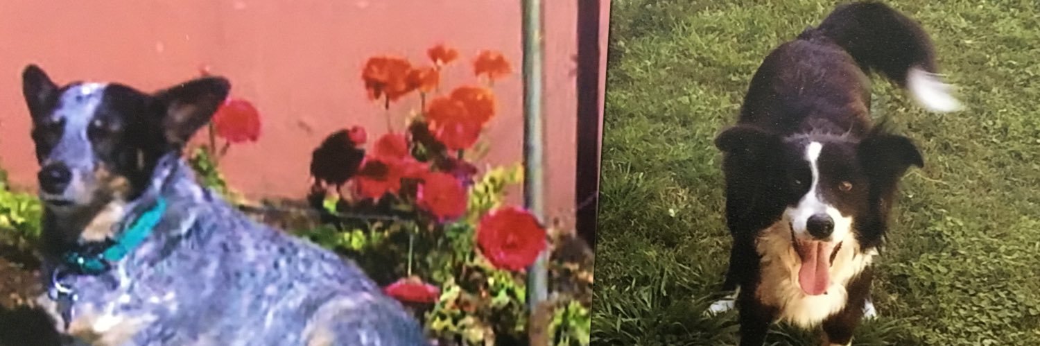 Jorgelina 🐾🇦🇷🐱 banner