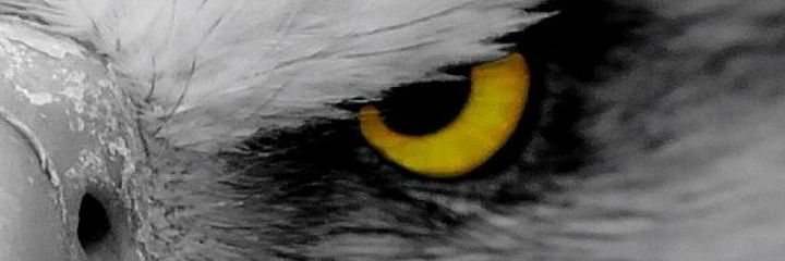 NiSGill's profile banner image