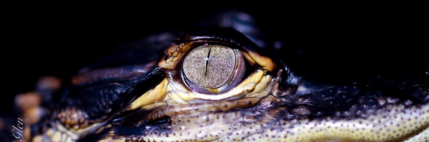 Constantin-George Glen banner