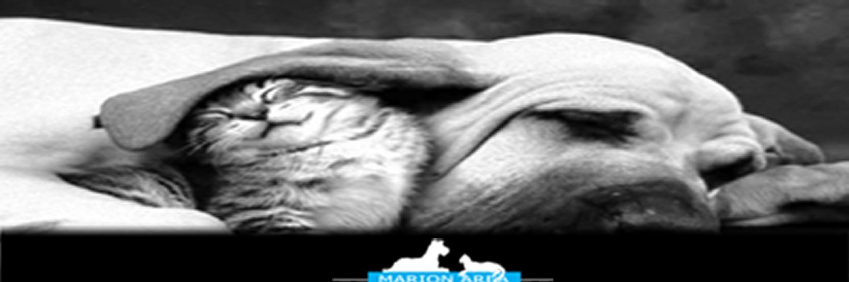 MahsPets's profile banner image