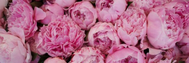 Mariana Derderian banner