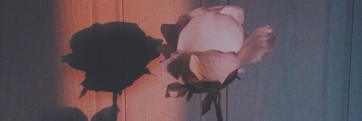 AmandaAleexa's profile banner image