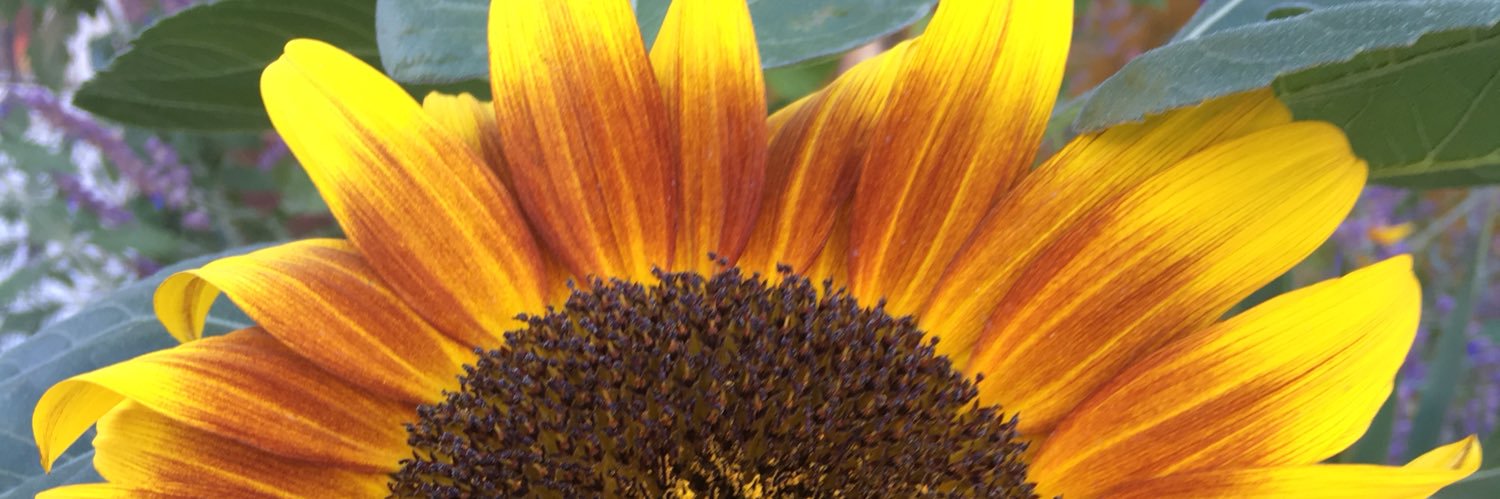 mayaastern's profile banner image