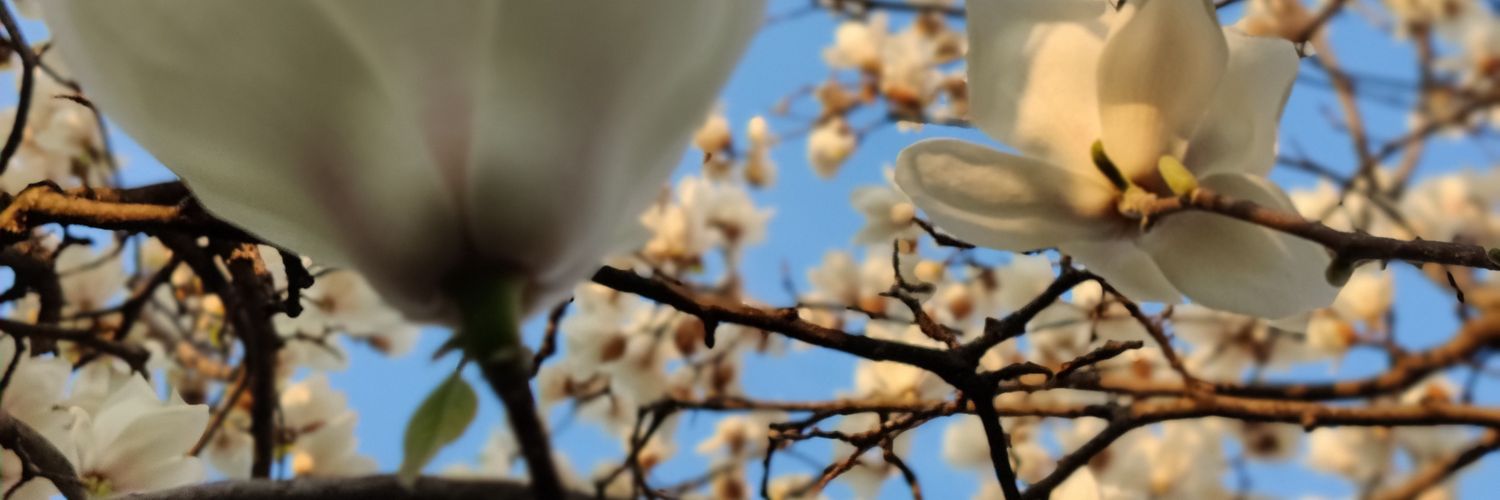 java_wpqr's profile banner image