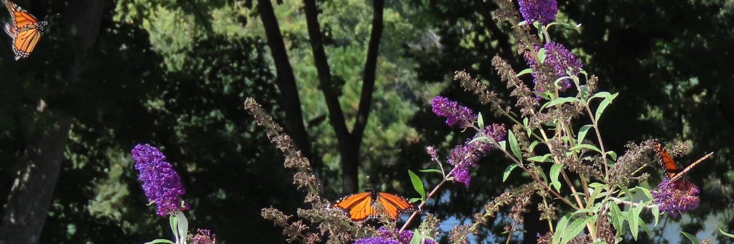 Lisa Dedden Cooper banner