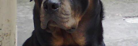 PelaTweetero's profile banner image
