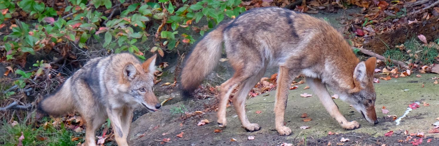 Coyote Conservation banner