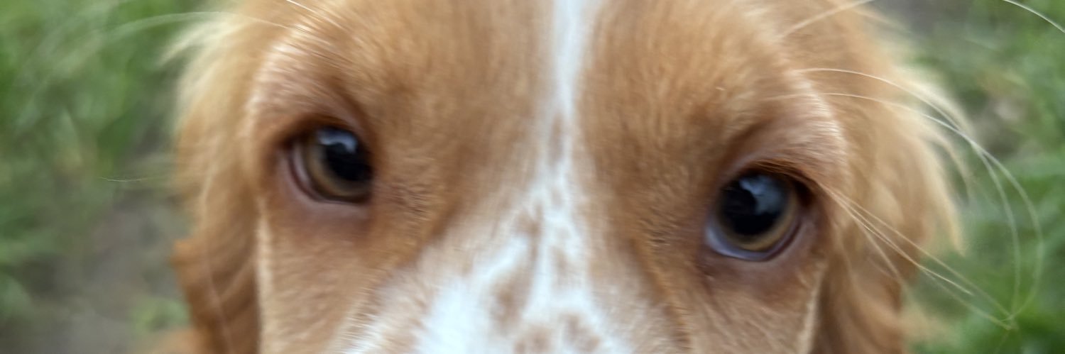 doganuxx's profile banner image