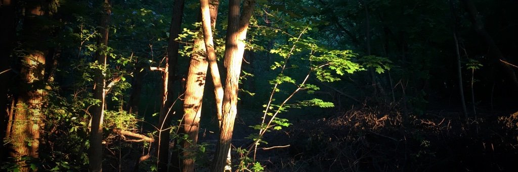 𝗝𝗮𝘆 𝗩𝘂𝗼𝗻𝗴 🌻 (moved to @jayw.bsky.social) banner