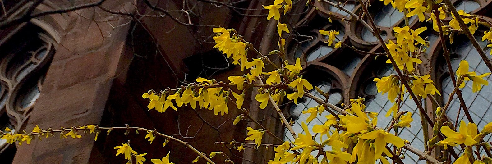 Adrienne's banner