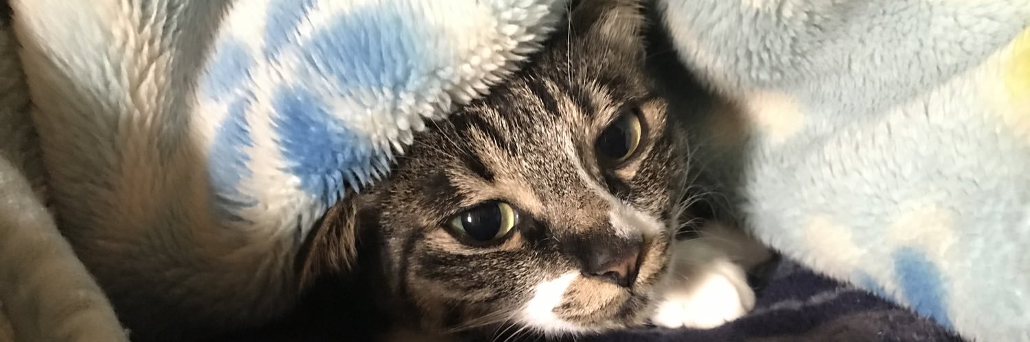 snowcherry_cats's profile banner image