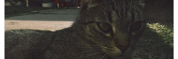 LLubones's profile banner image