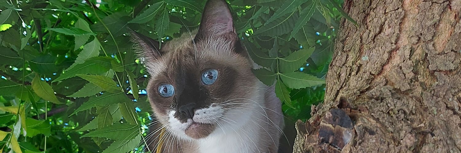 soyjoh's profile banner image