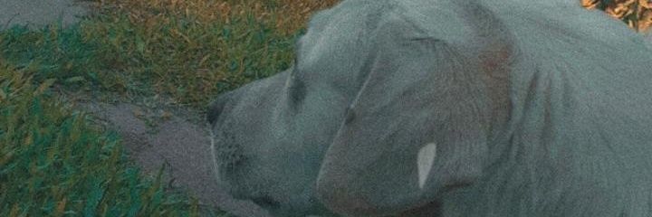 Tomiriberi's profile banner image