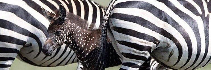 ntokozo's profile banner image