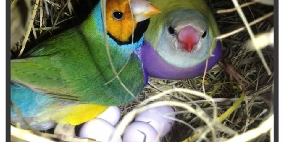 aviarioManuel's profile banner image