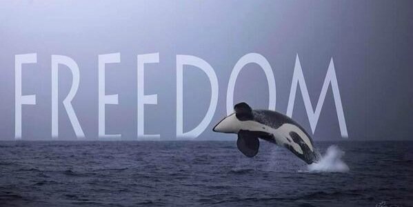 LiberarAMorgan's profile banner image