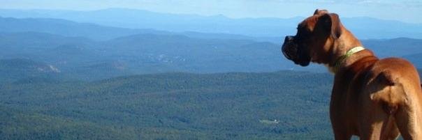 DocShnox's profile banner image