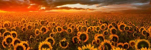 _HippieLiving's profile banner image