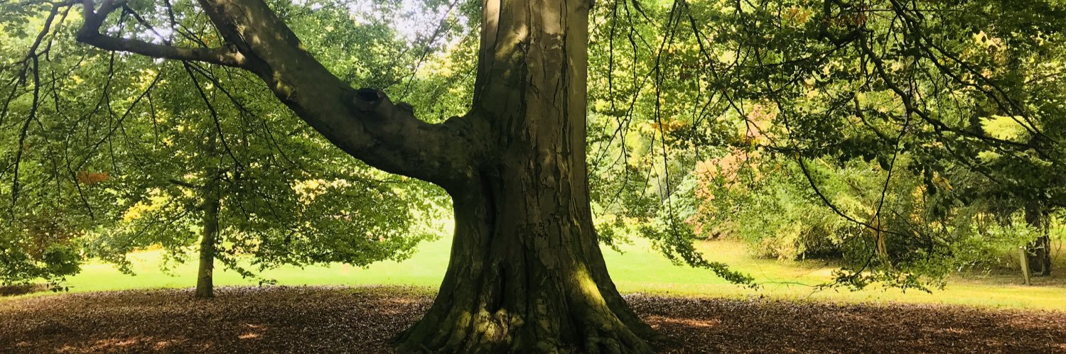 forestbathinguk's profile banner image