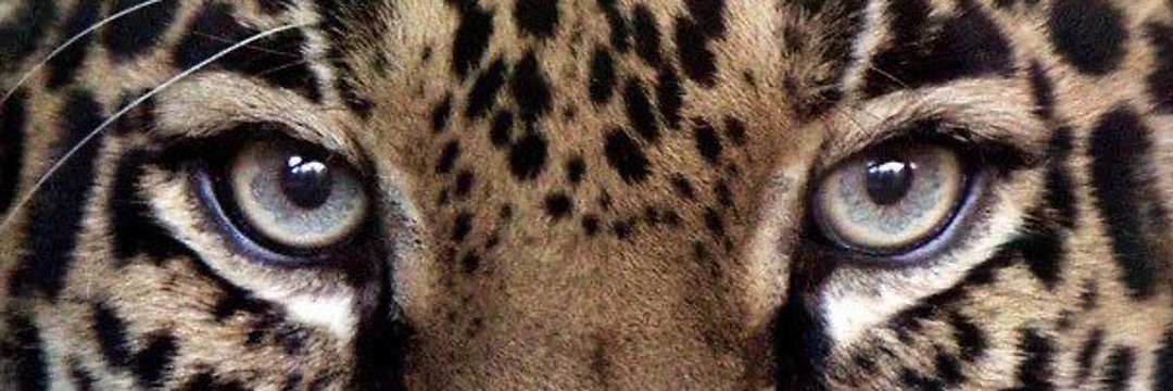 ___Roche___'s profile banner image